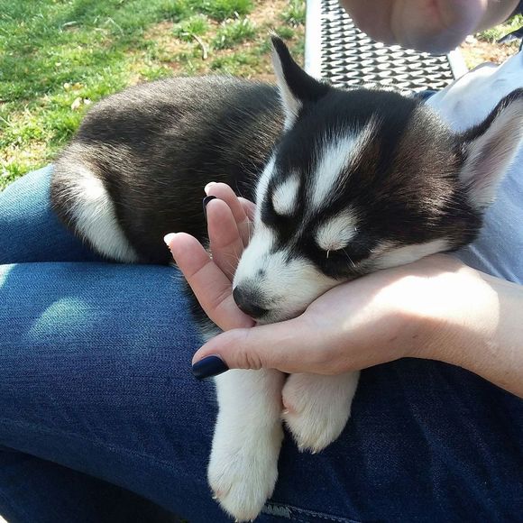 Meet your Posher, Dustin - Picture 1 of 1